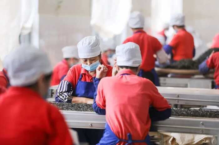 勐海茶厂"三全两检一集中"推动行业质量升级 大益入选云南省首席质量官典型案例