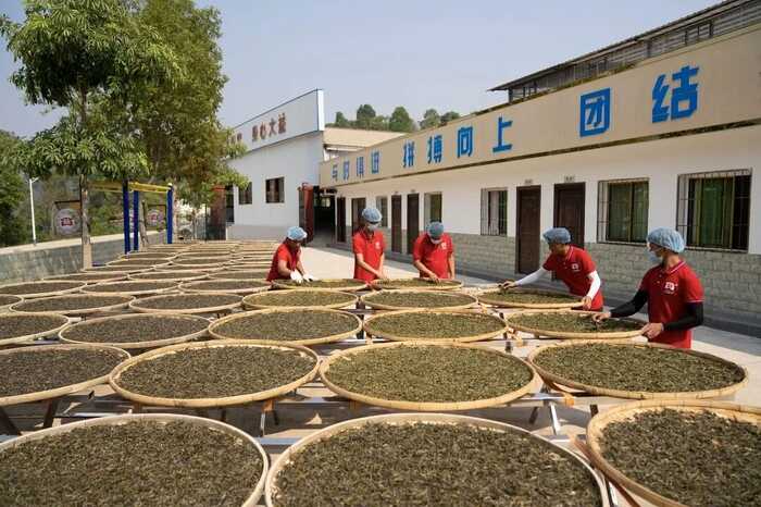 勐海茶厂"三全两检一集中"推动行业质量升级 大益入选云南省首席质量官典型案例