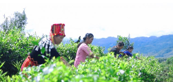 武甸山古茶树产业振兴带动民族团结与乡村共富 户育:古树茶香漫茶山 振兴路上绽团结