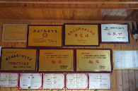 武甸山古茶树产业振兴带动民族团结与乡村共富 户育:古树茶香漫茶山 振兴路上绽团结