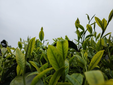 武甸山古茶树产业振兴带动民族团结与乡村共富 户育:古树茶香漫茶山 振兴路上绽团结