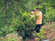 深山古茶焕新彩：云南施甸县木老元乡百年古茶树的乡村振兴之路