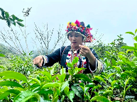 勐海的云，是把茶山裹进仙境的温柔