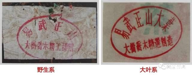 2001年绿大树批次特征解析:野生系与大益系对比 2001年绿大树批次特征解析:野生系与大益系对比