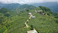 永德忙肺村：茶韵飘香颂党恩 乡村振兴谱新篇