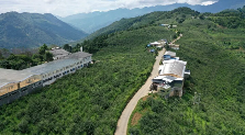 永德忙肺村：茶韵飘香颂党恩 乡村振兴谱新篇