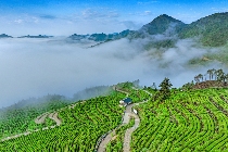 松阳县茶产业绿色发展策略:加减乘除法助力生态有机转型 松阳县用好“加减乘除法”推动茶产业绿色发展