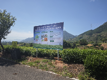 松阳县茶产业绿色发展策略:加减乘除法助力生态有机转型 松阳县用好“加减乘除法”推动茶产业绿色发展