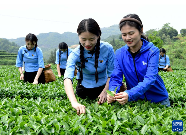 安溪县首居茶业百强县 全国茶产业数字化先锋 在这座闽南小城,最传统的茶业正发生最新锐的变化!