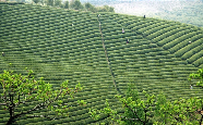 宁红工夫茶产地.png