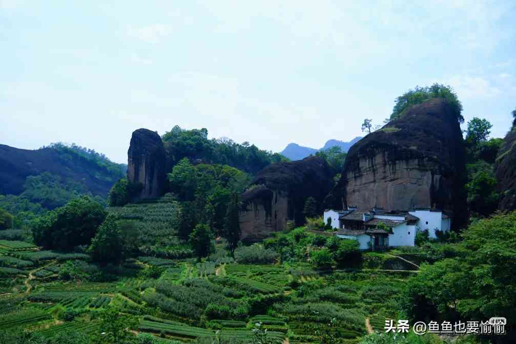 揭开武夷岩茶百大行话玄机,茶叙不用慌 揭开武夷岩茶百大行话玄机,茶叙不用慌
