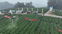 无人机助力茶园冬管 绿色防控提升茶叶品质 科技赋能 绿色防控 名山区红星镇开展茶园冬管社会化服务千亩示范