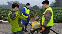 无人机助力茶园冬管 绿色防控提升茶叶品质 科技赋能 绿色防控 名山区红星镇开展茶园冬管社会化服务千亩示范