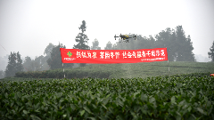 无人机助力茶园冬管 绿色防控提升茶叶品质 科技赋能 绿色防控 名山区红星镇开展茶园冬管社会化服务千亩示范
