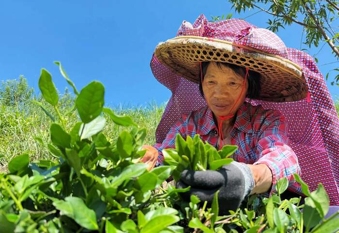 2025年南安秋茶，开采啦！