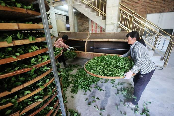 2025年南安秋茶，开采啦！
