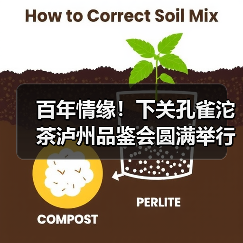 百年情缘!下关孔雀沱茶泸州品鉴会圆满举行(图4) 百年情缘!下关孔雀沱茶泸州品鉴会圆满举行(图4)