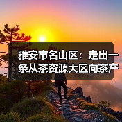 雅安市名山区:走出一条从茶资源大区向茶产业强区跨越式发展之路(图3) 雅安市名山区:走出一条从茶资源大区向茶产业强区跨越式发展之路(图3)