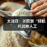太湖县：茶园装“轻轨”，机器换人工（图3）