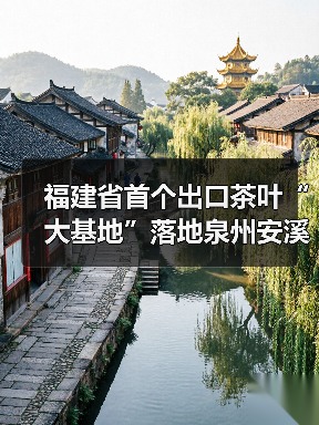 福建省首个出口茶叶“大基地”落地泉州安溪（图4）