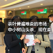 茶叶普遍难卖的市场：中小树山头茶，现在卖不动，以后更难卖！（图3）