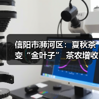 信阳市浉河区：夏秋茶变“金叶子” 茶农增收有奔头（图3）