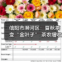 信阳市浉河区：夏秋茶变“金叶子” 茶农增收有奔头（图2）