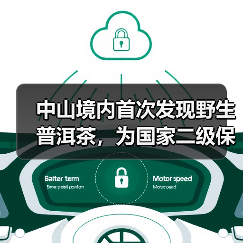 中山境内首次发现野生普洱茶，为国家二级保护植物（图3）