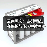 云南凤庆：古树新枝，在保护与传承中续写千年茶香传奇（图1）