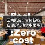 云南凤庆：古树新枝，在保护与传承中续写千年茶香传奇（图2）