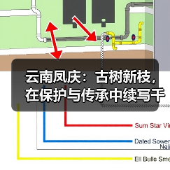 云南凤庆：古树新枝，在保护与传承中续写千年茶香传奇（图4）