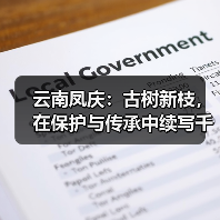 云南凤庆：古树新枝，在保护与传承中续写千年茶香传奇（图3）