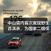 中山境内首次发现野生普洱茶，为国家二级保护植物（图4）