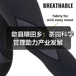 歙县璜田乡：茶园科学管理助力产业发展（图1）
