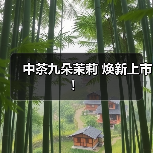 中茶九朵茉莉 焕新上市！（图4）