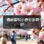 铜骏眉和小赤甘茶哪个好（图3）