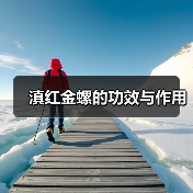 滇红金螺的功效与作用（图1）