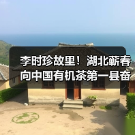 李时珍故里!湖北蕲春向中国有机茶第一县奋进(图1) 李时珍故里!湖北蕲春向中国有机茶第一县奋进(图1)
