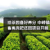 给茶园备好养分 中峰镇畜禽粪肥还田项目开展（图3）