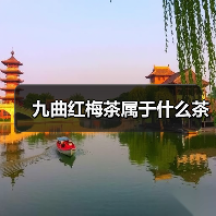 九曲红梅茶属于什么茶（图2）