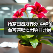 给茶园备好养分 中峰镇畜禽粪肥还田项目开展（图1）
