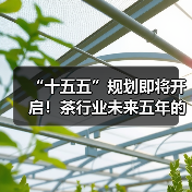 “十五五”规划即将开启!茶行业未来五年的主线将会是?(图2) “十五五”规划即将开启!茶行业未来五年的主线将会是?(图2)