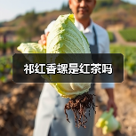 祁红香螺是红茶吗(图4) 祁红香螺是红茶吗(图4)