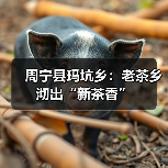 周宁县玛坑乡:老茶乡沏出“新茶香”(图4) 周宁县玛坑乡:老茶乡沏出“新茶香”(图4)