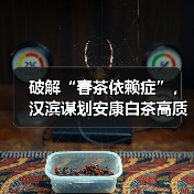 破解“春茶依赖症”,汉滨谋划安康白茶高质量发展(图3) 破解“春茶依赖症”,汉滨谋划安康白茶高质量发展(图3)
