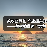 茶农冬管忙 产业振兴旺——蕉村镇做强“绿色名片”赋能乡村振兴(图2) 茶农冬管忙 产业振兴旺——蕉村镇做强“绿色名片”赋能乡村振兴(图2)