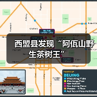 西盟县发现“阿佤山野生茶树王”(图3) 西盟县发现“阿佤山野生茶树王”(图3)