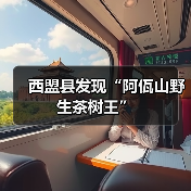 西盟县发现“阿佤山野生茶树王”(图4) 西盟县发现“阿佤山野生茶树王”(图4)
