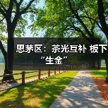 思茅区：茶光互补 板下“生金”（图2）