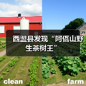 西盟县发现“阿佤山野生茶树王”(图1) 西盟县发现“阿佤山野生茶树王”(图1)